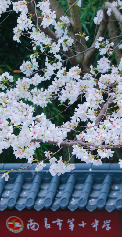 南昌十中的樱花