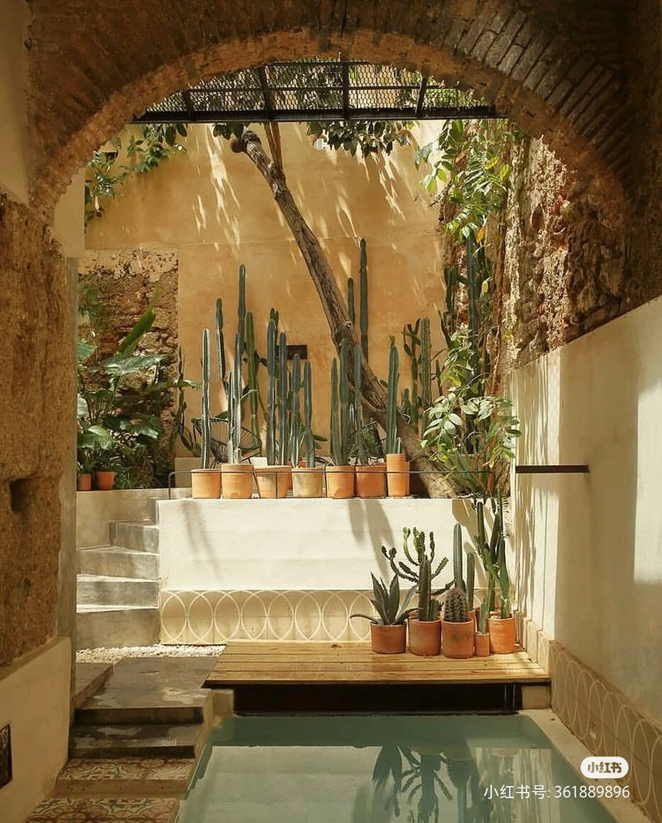 大家美丽的植物