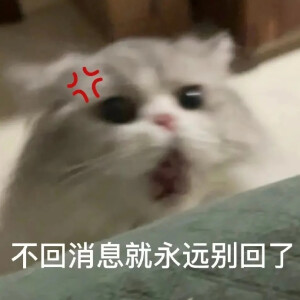 猫猫表情包，侵删