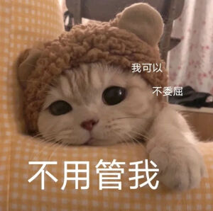 猫猫表情包，侵删