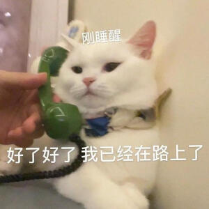 猫猫表情包，侵删