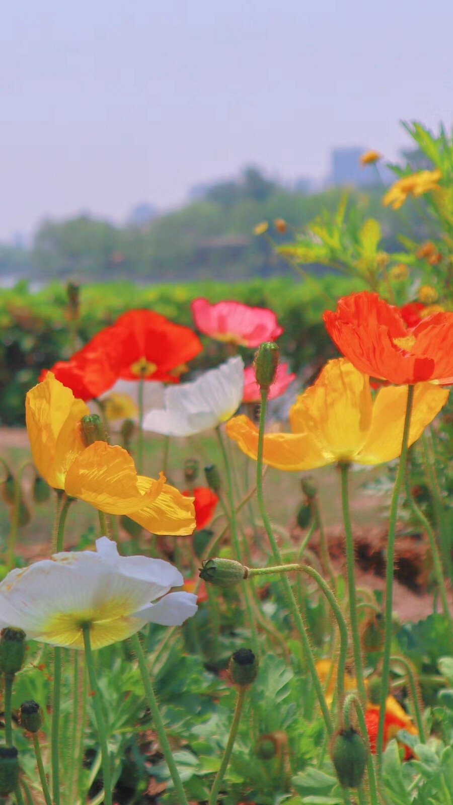 花花壁纸