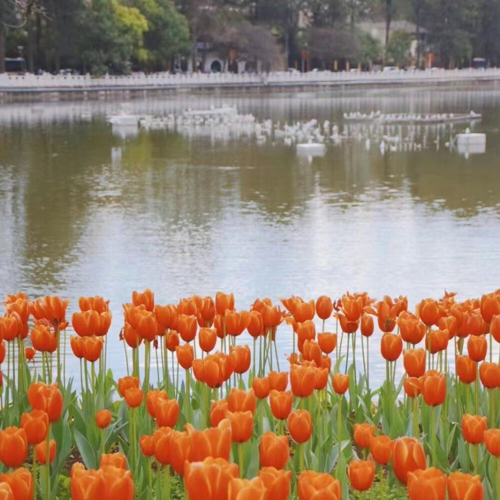 花与温柔背景图