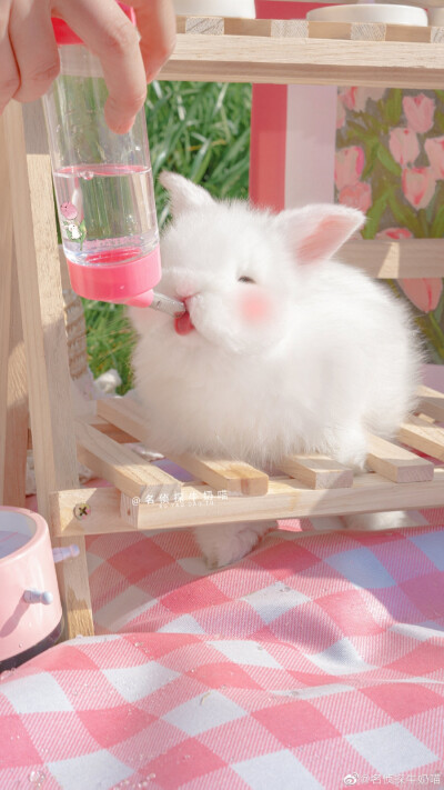 ❤️郁金香兔兔壁纸❤️
图源：名侦探牛奶喵