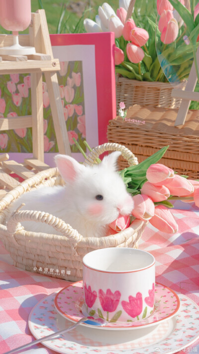 ❤️郁金香兔兔壁纸❤️
图源：名侦探牛奶喵