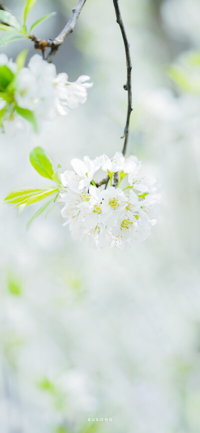 「 李花枝头，莹雪」
摄影:大圣不空