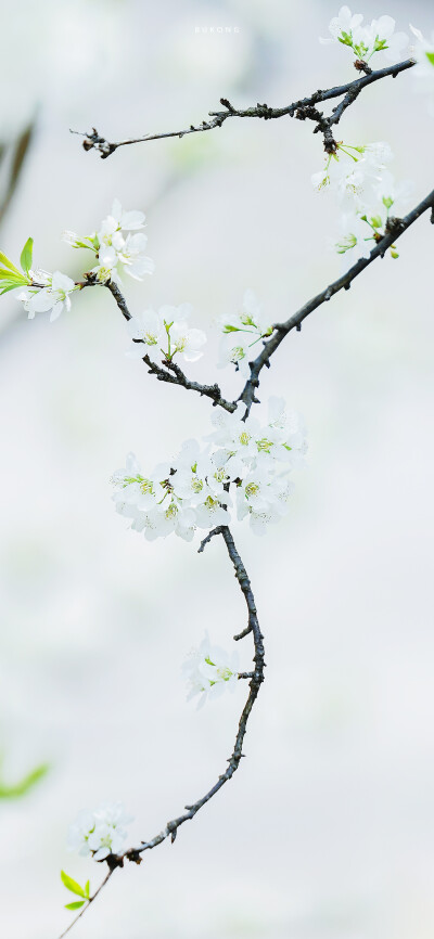 「 李花枝头，莹雪」
摄影:大圣不空