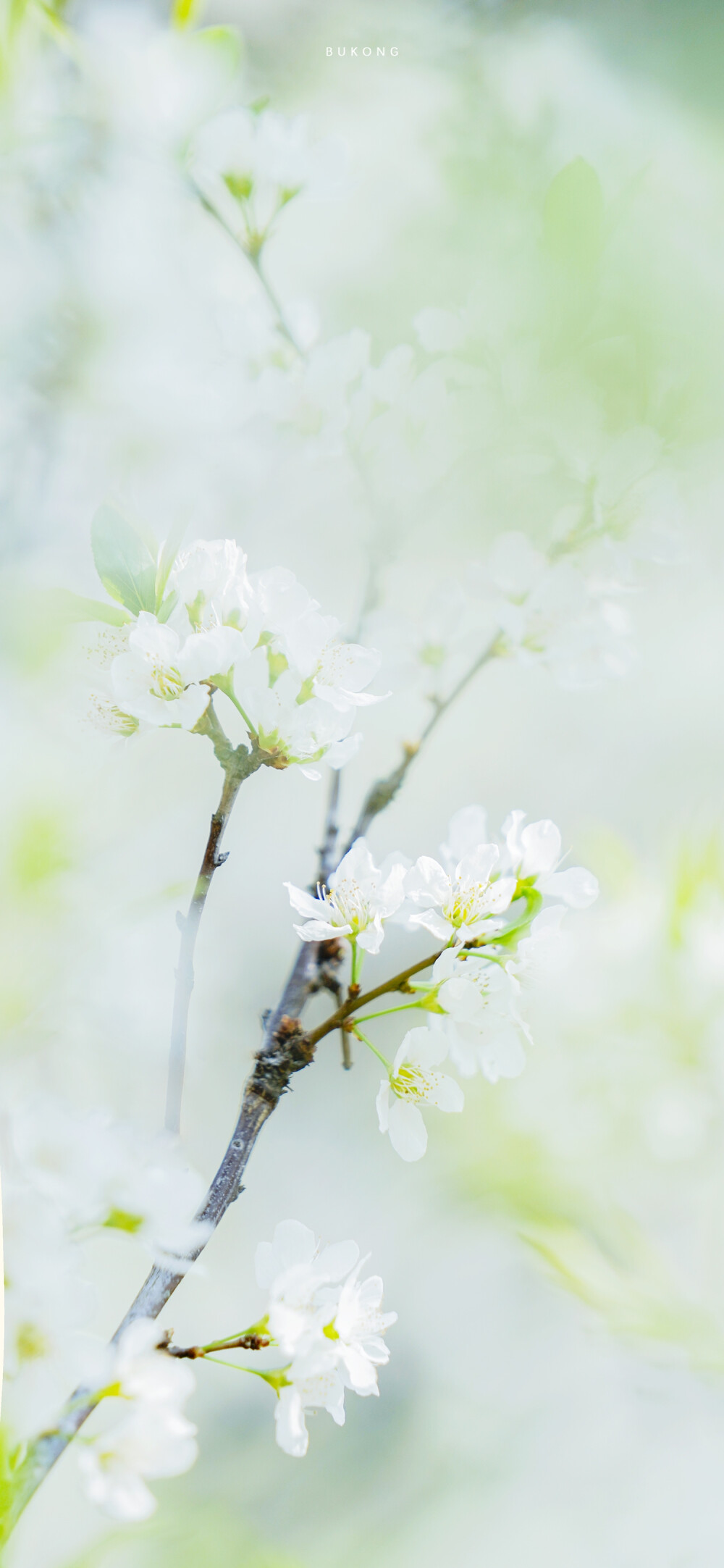 「 李花枝头，莹雪」
摄影:大圣不空