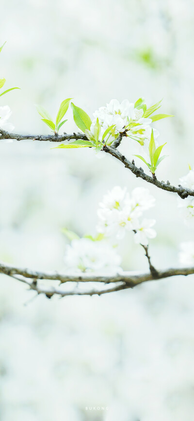 「 李花枝头，莹雪」
摄影:大圣不空