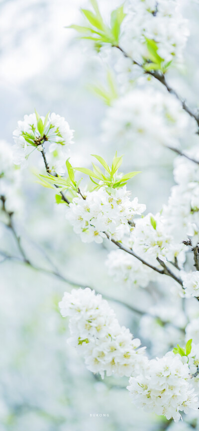 「 李花枝头，莹雪」
摄影:大圣不空