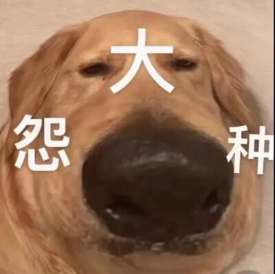 狗表情包