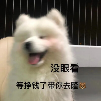 狗表情包