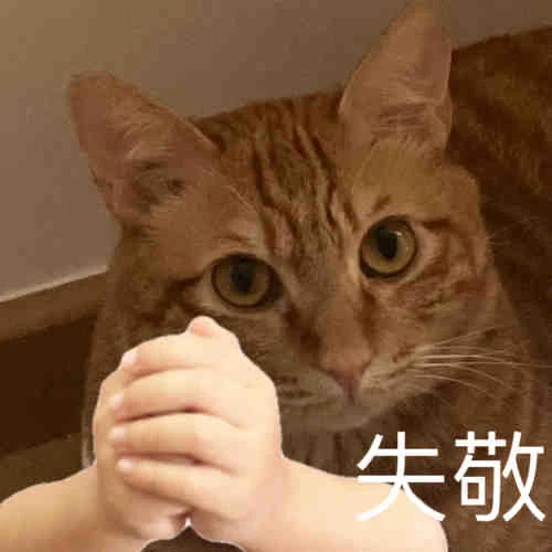 橘猫