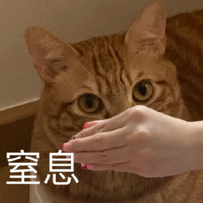 橘猫