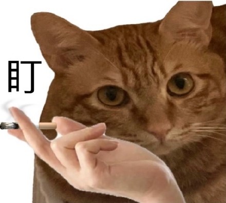 橘猫