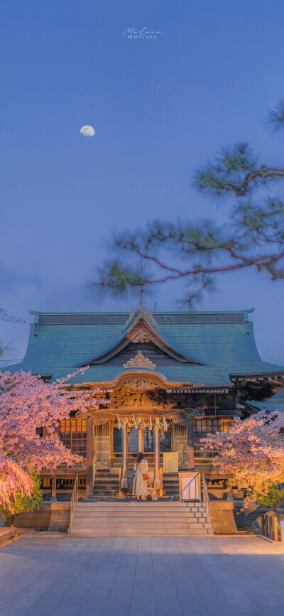 “栽一段樱色赠你
好让你不逊色于这人间错落烟火”
「樱神宫」
摄影师：MoLana ​​​