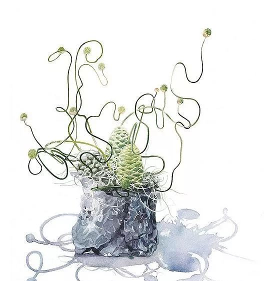 日本柘植彩子AyakoTsuge的花卉静物水彩画作品。