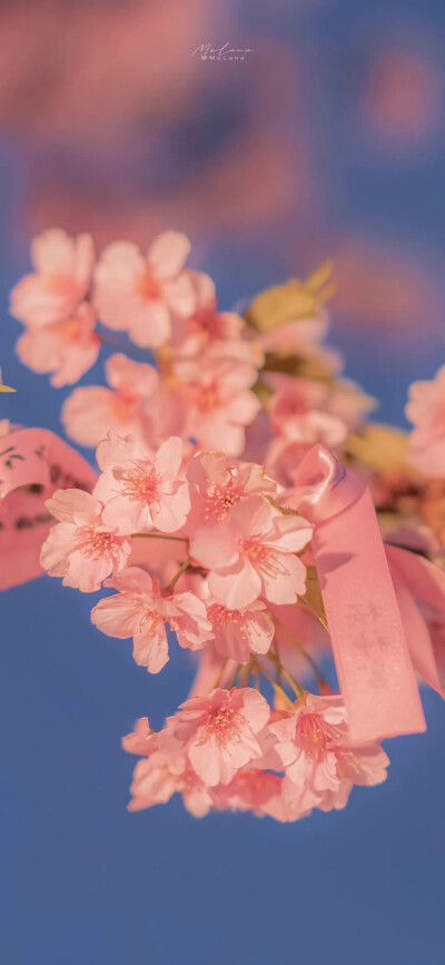 “栽一段樱色赠你
好让你不逊色于这人间错落烟火”
「樱神宫」
摄影:MoLana