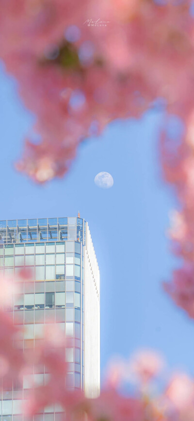 “栽一段樱色赠你
好让你不逊色于这人间错落烟火”
「樱神宫」
摄影:MoLana