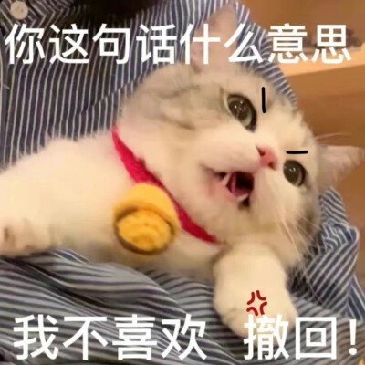 小猫咪表情包