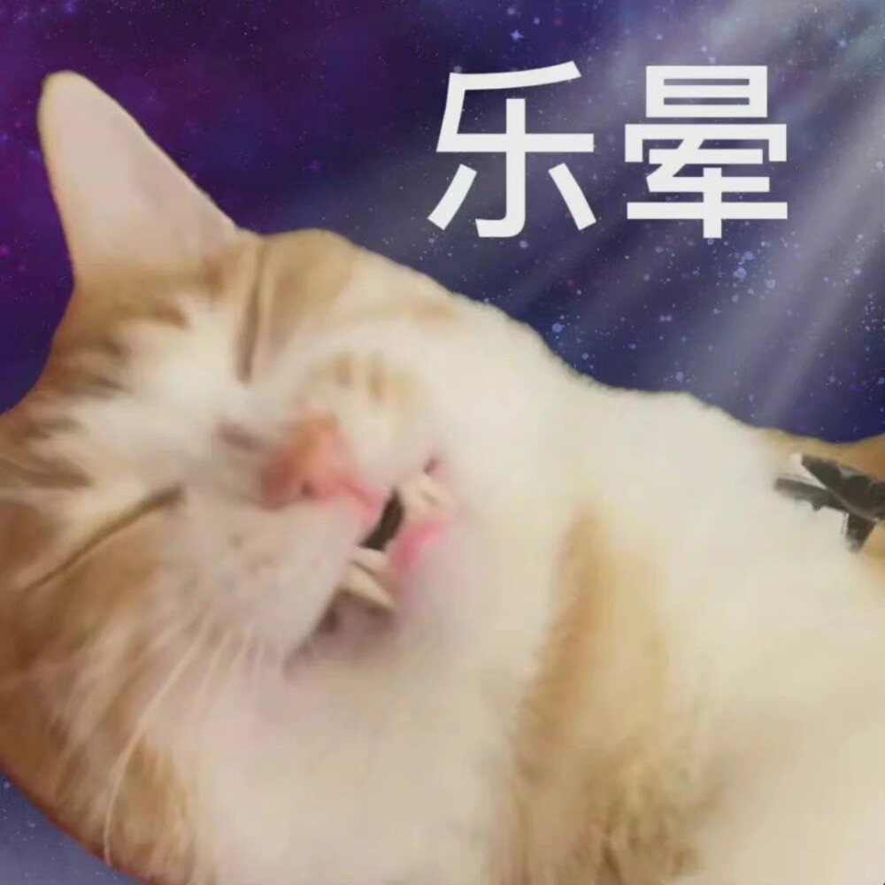 小猫咪表情包