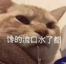 小猫咪表情包