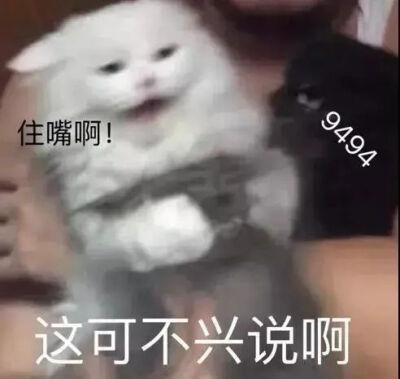 小猫咪表情包