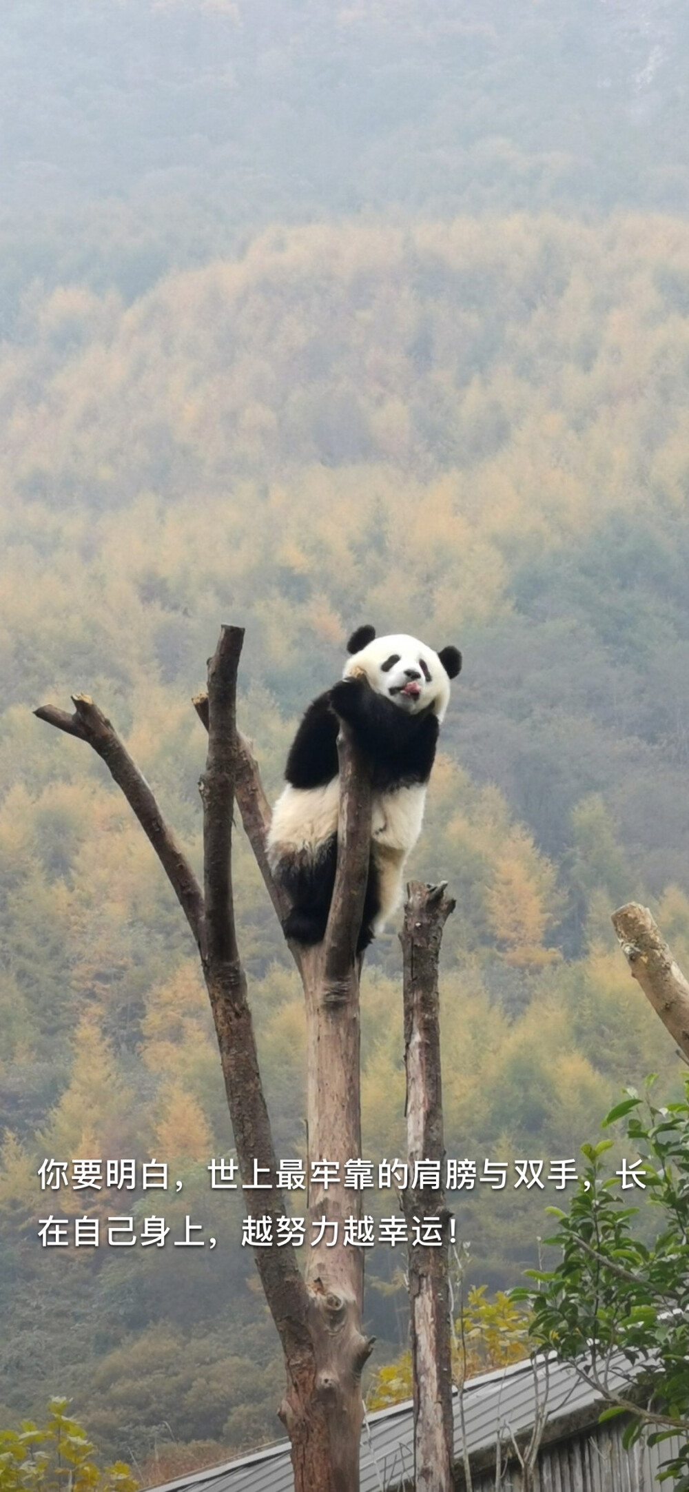 你要明白，世上最牢靠的肩膀与双手，长在自己身上，越努力越幸运。