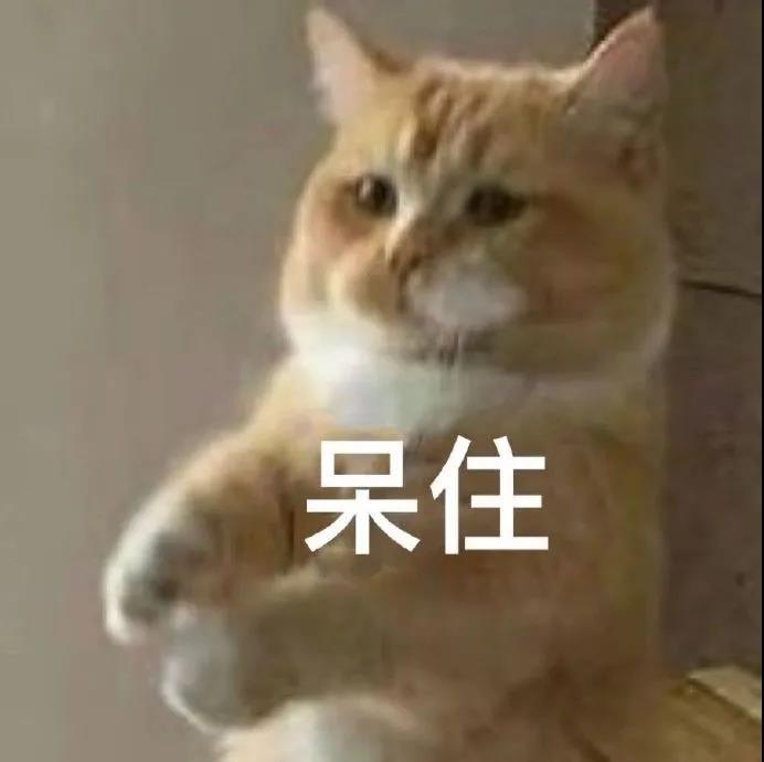 小猫咪可爱表情包