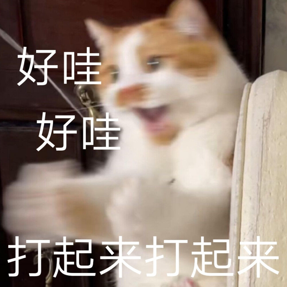 小猫咪可爱表情包