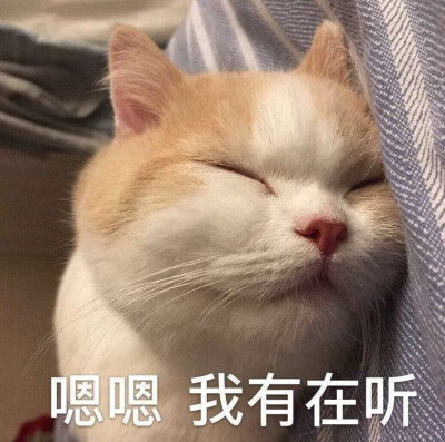 小猫咪表情包