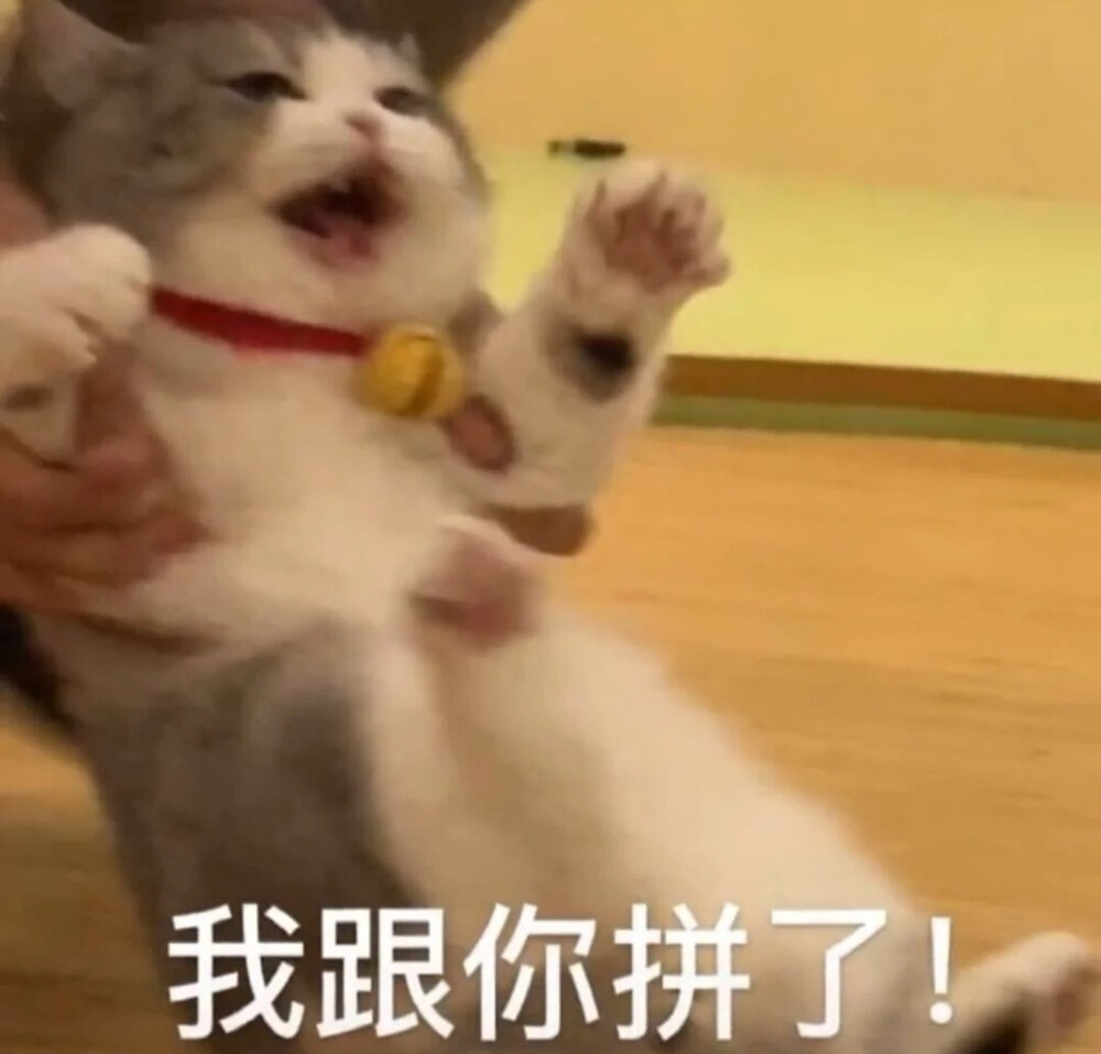 小猫咪表情包