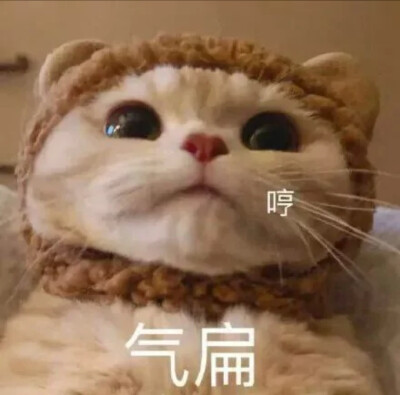 小猫咪 可爱表情包