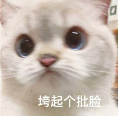 小猫咪 可爱表情包