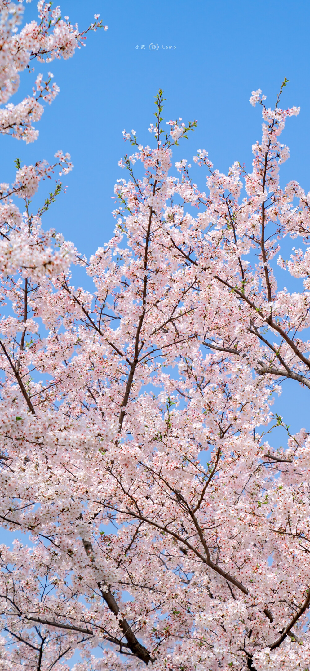 樱花 高清 头像 壁纸 锁屏 背景图