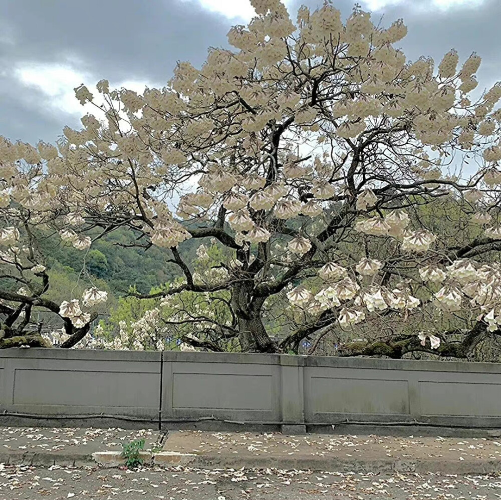 今日份朋友圈背景图
cr.乐酱不蘸酱_