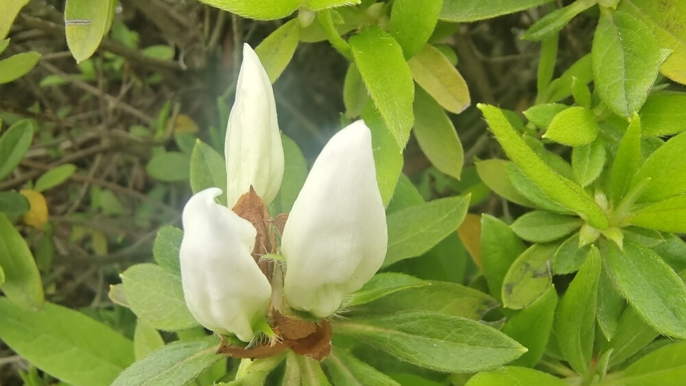 美丽吉安之赏花系列：含苞欲放的杜鹃花