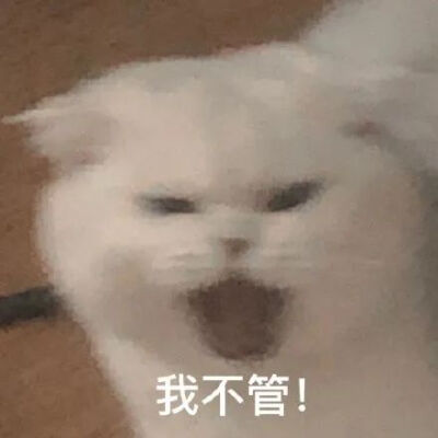 动物