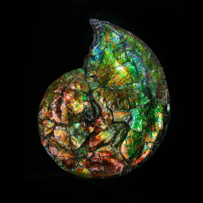 东京国立自然科学博物馆 「宝石 地球的奇迹」主题展 彩斑菊石（Ammolite）