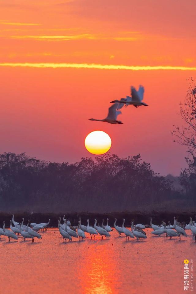 鄱阳湖的天鹅与白鹤，摄影师@张春晓