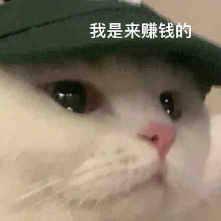 小狗刘星小猫浅笑宝