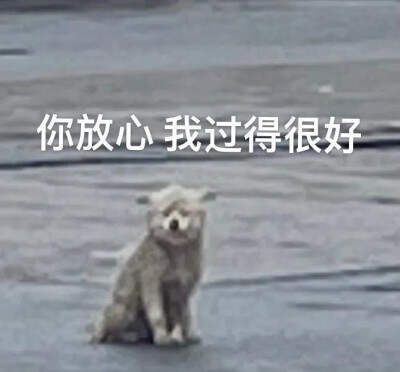 小狗刘星小猫浅笑宝