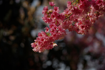 樱花壁纸