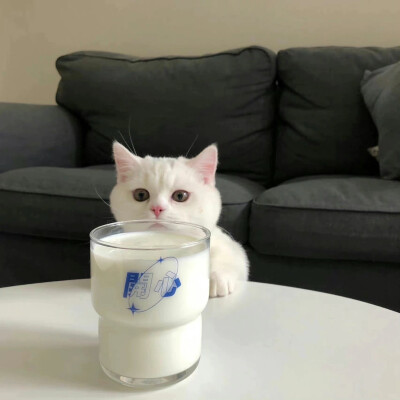猫咪 牛奶