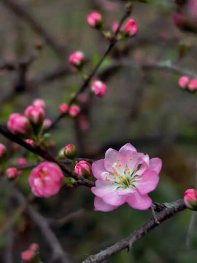 ④榆叶梅榆叶梅，俗称小桃红，因其叶片像榆树叶，花朵酷似梅花而得名。