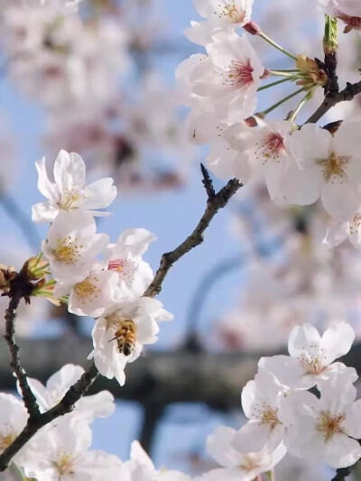 ④染井吉野樱单瓣花，初绽时花瓣白里透红，后期慢慢褪色变成白色。是由大岛樱和江户彼岸樱人工杂交而来，花色比较像，偏粉白一些。