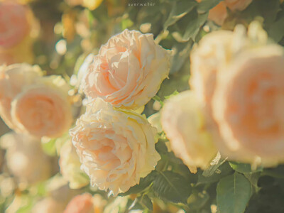 电脑壁纸 ipad壁纸 可爱 美乐蒂 三丽鸥 粉色