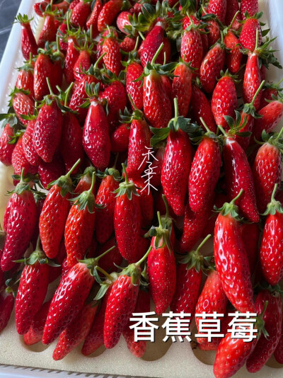 草莓知识