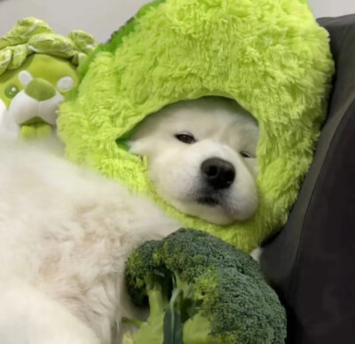 菜菜小狗～
​
​知源可评 侵权致歉