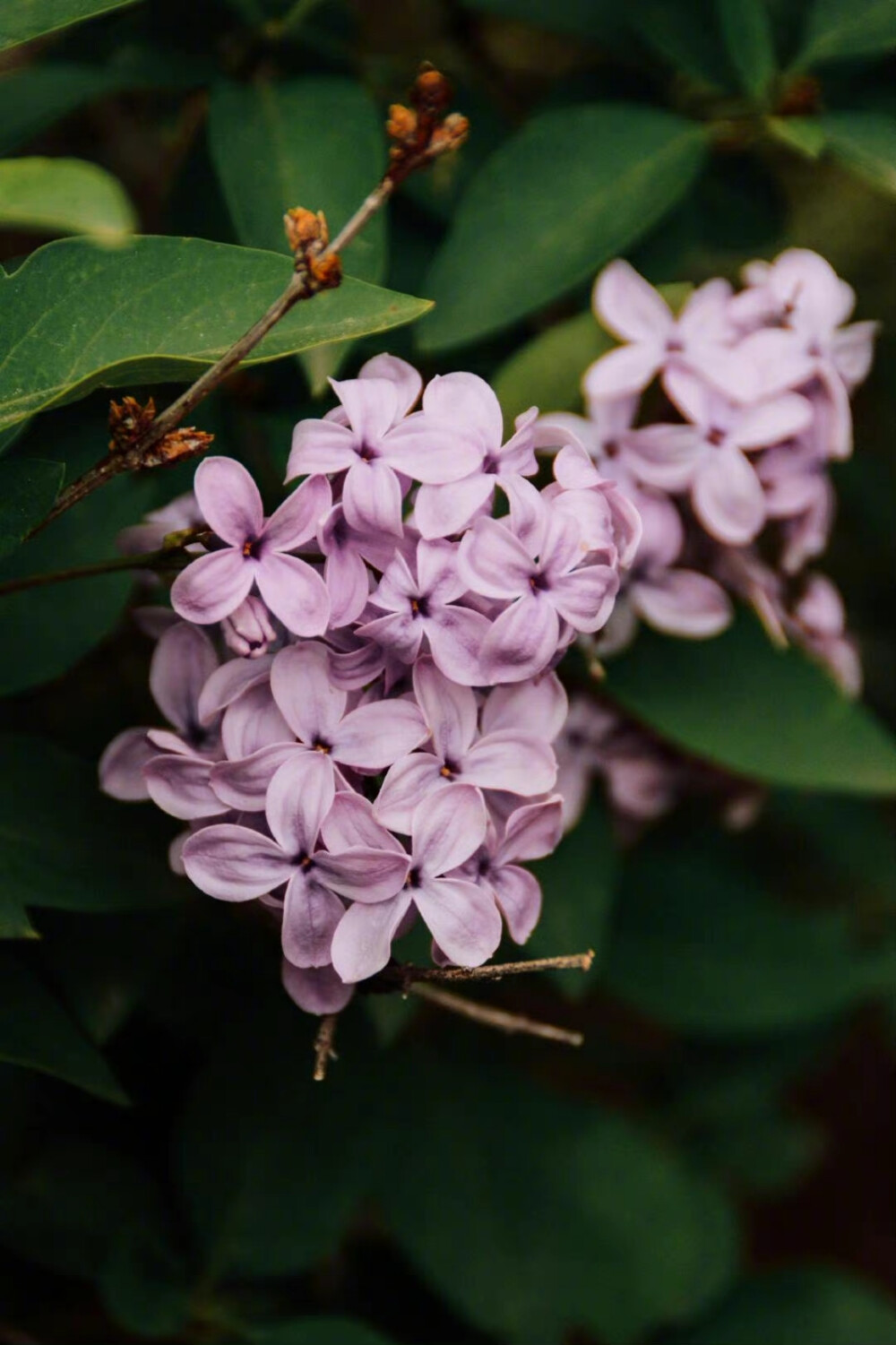 荼靡丁香